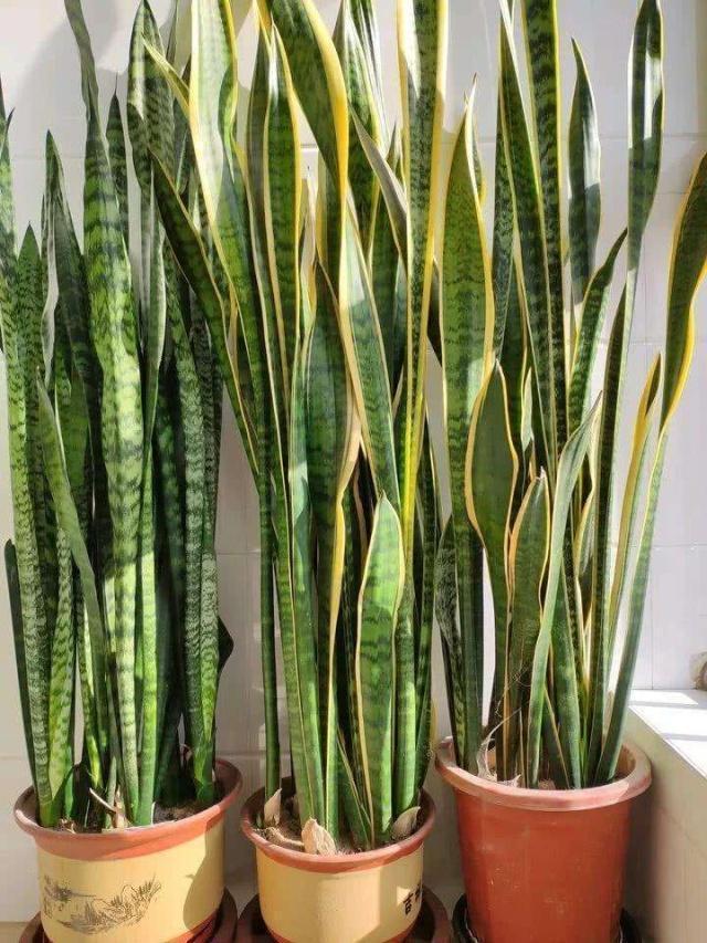 虎皮兰喜欢吃“白色”小颗粒，30天喂一次，新芽挤破盆