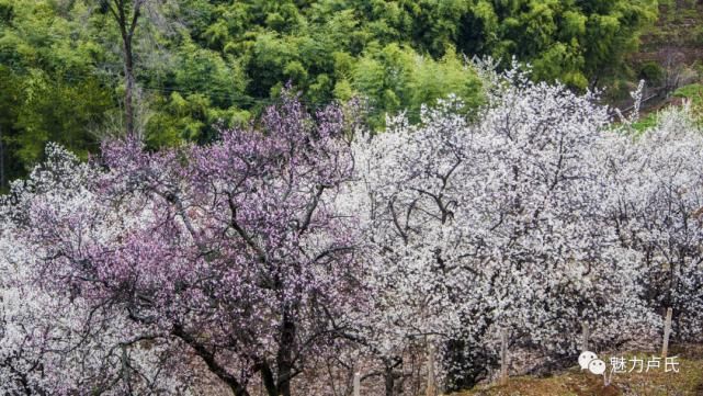 清明假期，卢氏许您“花花世界”