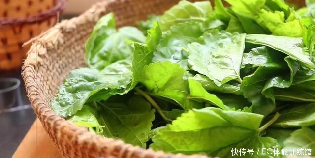 桑树全身都是宝,小慢教你桑叶新吃法,好吃营养又健康