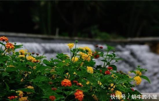 一品红|喜欢养花,此5类盆栽别轻易买回家,买错了后果严重