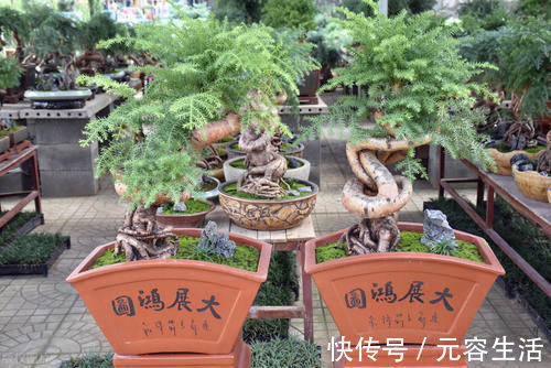 松柏类|制作盆景时，很少的盆土能满足树木的生长吗？盆土越少，盆景的养护难度越大