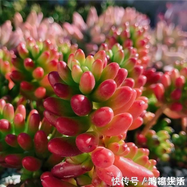 主子|多肉盛夏“浇水经”1分钟学会,度夏不用愁,高温亦无忧