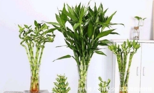 寓意|6种观叶植物,好看又好养,寓意美好,是家庭盆栽佳品!