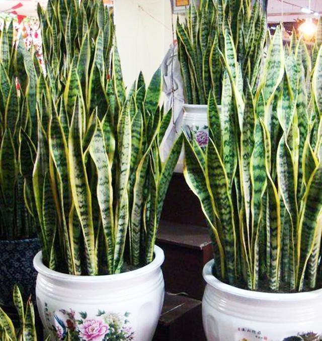 虎皮兰不长芽打开小开关,叶子厚又直,挤满一圈“肥崽子”