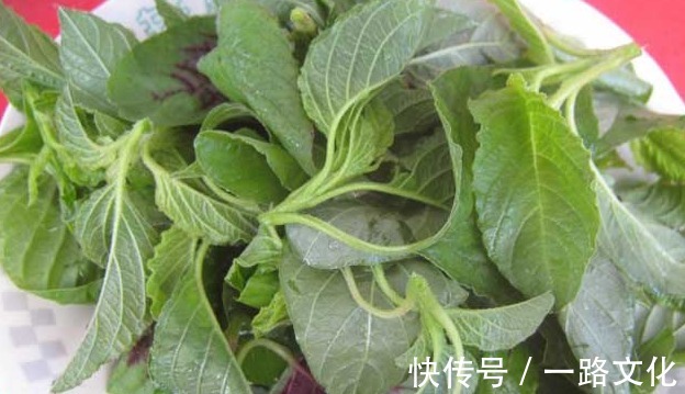营养价值|天热，这3种野菜要多吃，比买的营养高，清肠消暑还补钙！