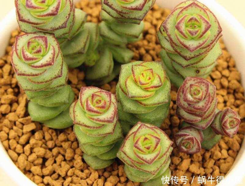 3种“钱串子”,过年买一盆,满盆“铜钱钱”,来年有财发