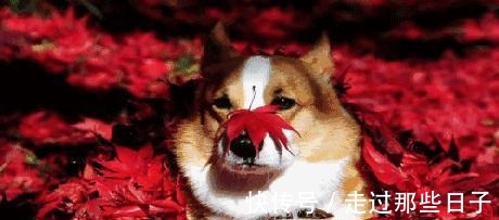 日杂 同样是针织衫+百褶裙,为何日杂上的搭配那么美关键在这3点!