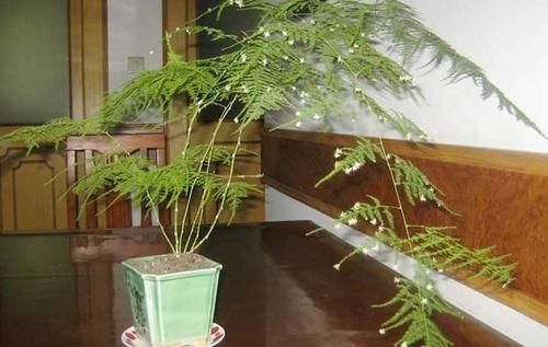 家庭养文竹，用对这3样东西，根叶越长越旺盛繁茂