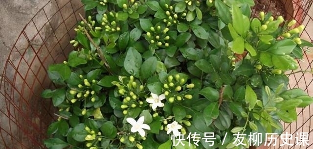 这首歌|养盆九里香，花色素雅有气质，比香水还好闻，易打理好养活