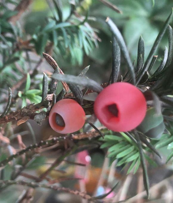 养了6年的红豆杉,结了红果子,家里养上一棵,留作观赏用