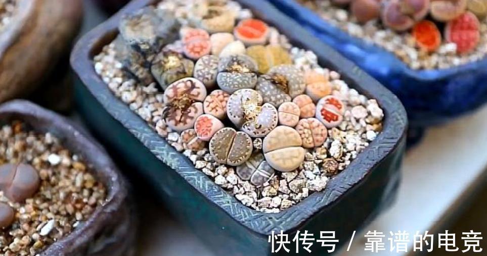 徒长|3款网红多肉,带回家后根本养不好,越来越丑,别被图片忽悠了