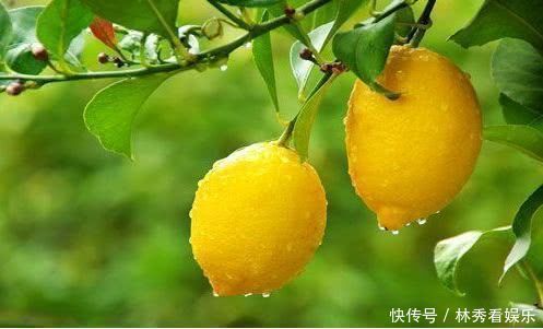 春天不想生病,坚持吃的食物,温胃散寒、促进消化、缓解便秘