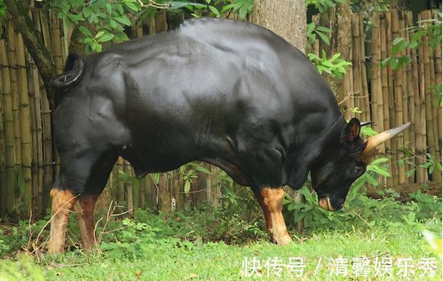 植物|植物营养较低，为什么牛只吃草，却能长一身肌肉？