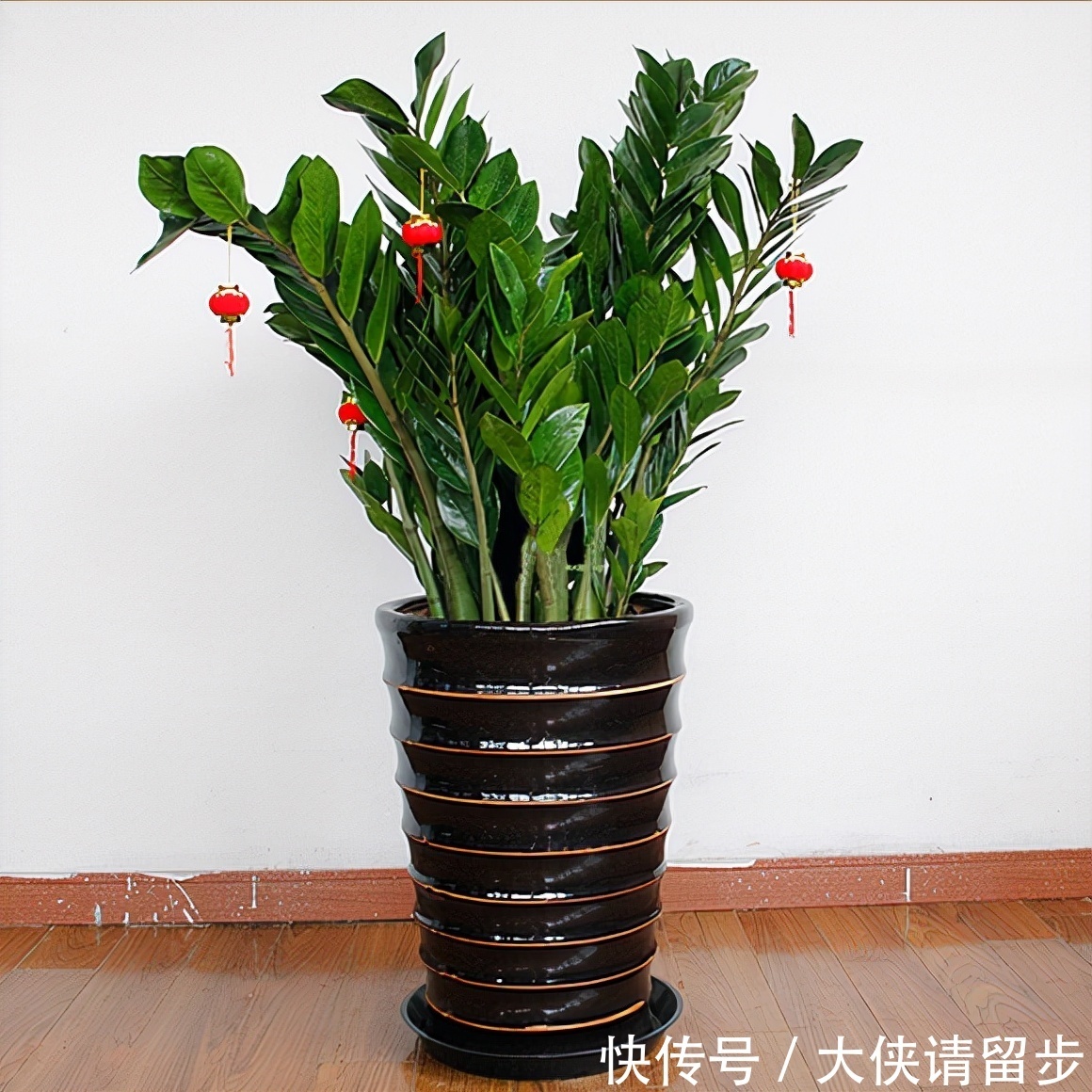 “人养花三年,花养人一生!”家居盆花100种,总有几款你喜欢