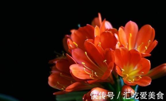 如何判断君子兰需要换盆了,看准这些