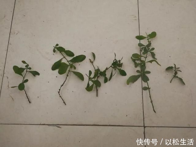 6月,最适合扦插的花,一插就活,大白根冒疯了