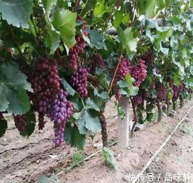 种树|院子里不要乱种树,这6种树不仅能添福旺宅,还能招财纳福