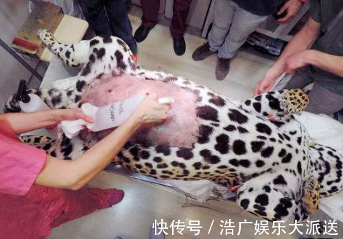 豹子|豹子妈妈因剖腹产被医生剃去了豹纹,当它苏醒后表情笑喷