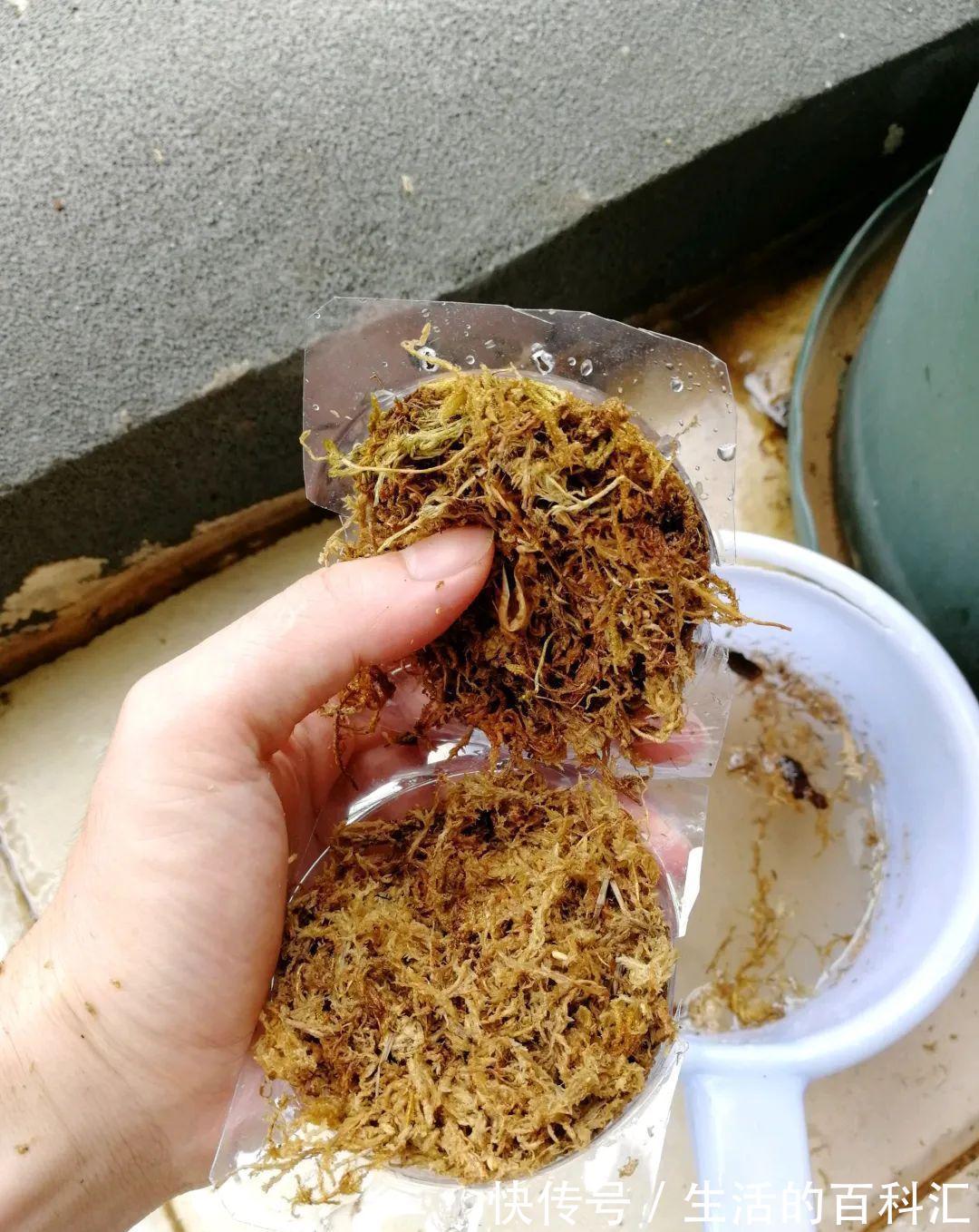 这花不用扦插，枝条套个塑料袋，大白根呼呼冒养花大全昨天