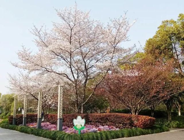 美出圈！4万株郁金香花开正盛，错过等一年