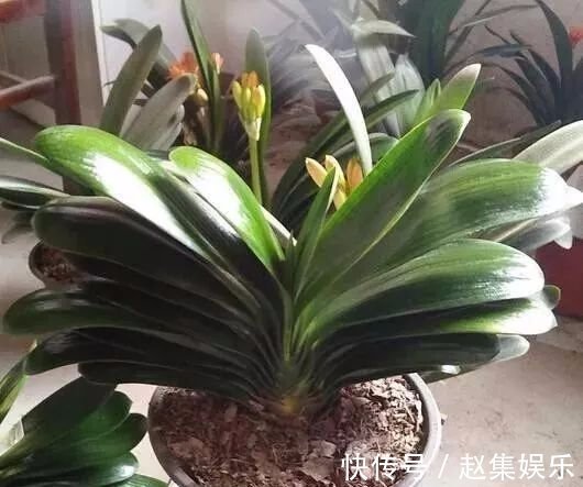 土壤|养花不用买土,用这几样东西掺一块儿,种什么花草都旺