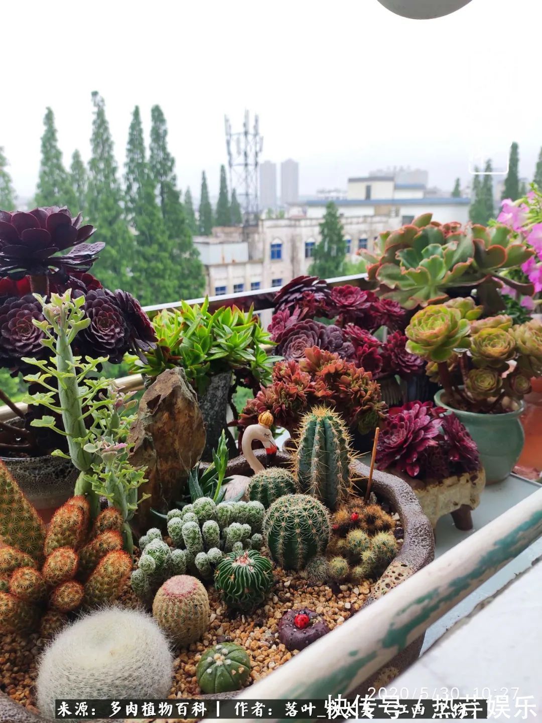红太阳|养多肉秋天景天坑，夏天球球坑，人生百味都想尝！