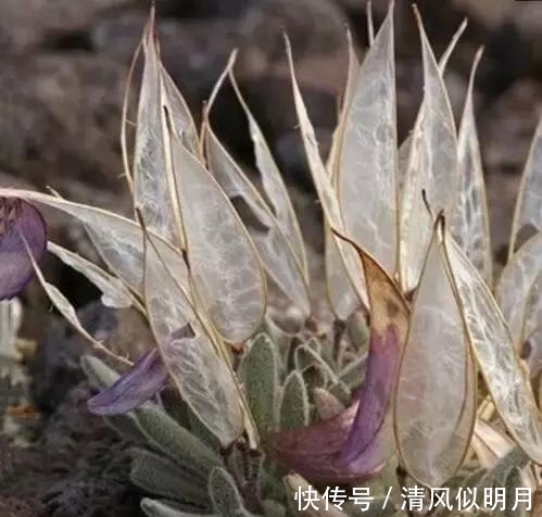 犹如蝉翼般的植物,被称为“大地翅膀”
