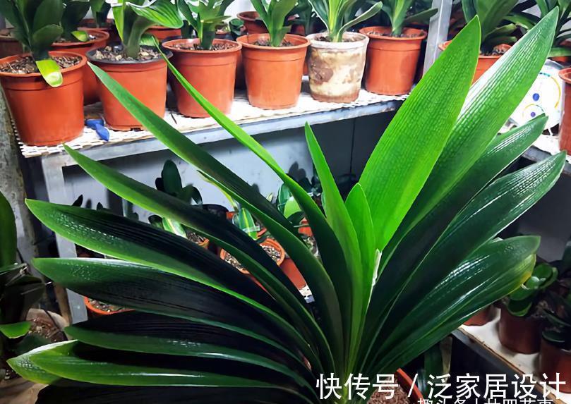 廿六|9月养君子兰，3件小事来助力，做到位根壮叶肥，一盆窜10枝花