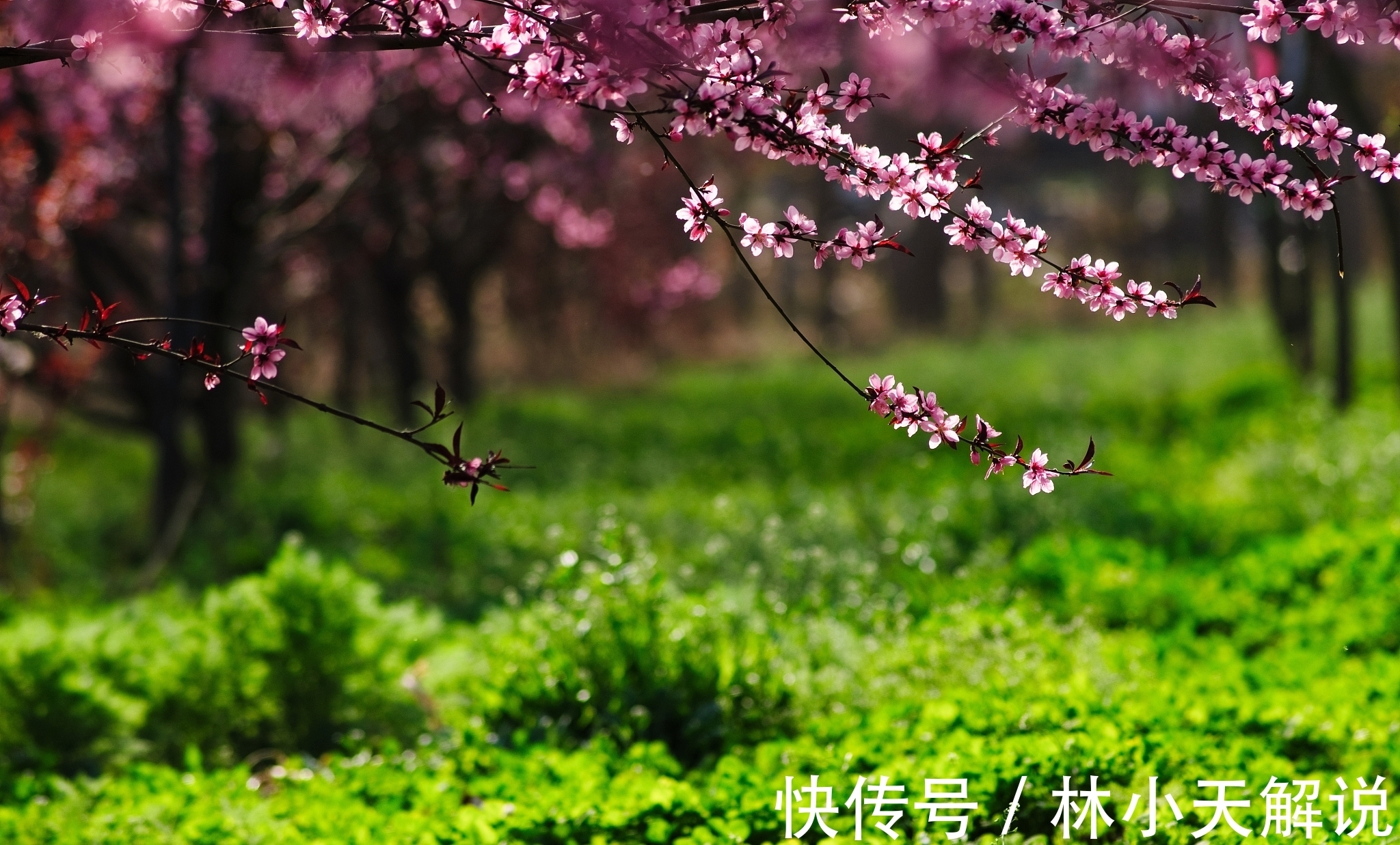 一杯酒$“桃李春风一杯酒,江湖夜雨十年灯。”以此句为引,论桃李的连用