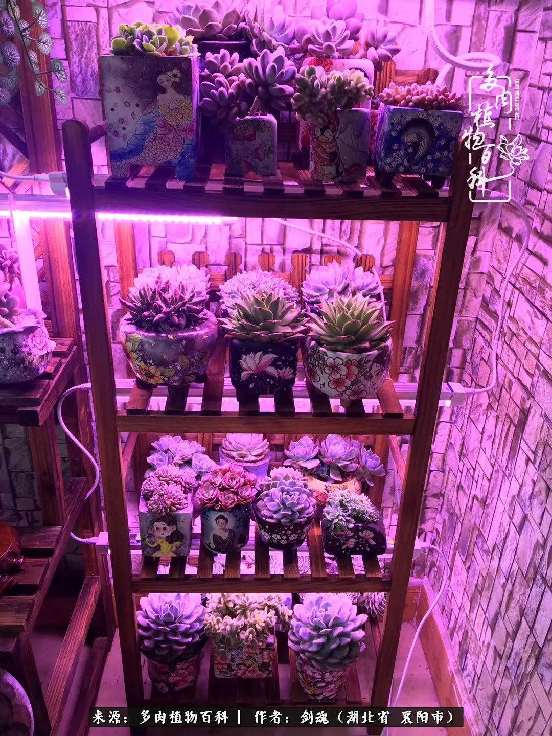 花盆|当美丽的多肉邂逅漂亮的手绘花盆,会是怎样的一种美