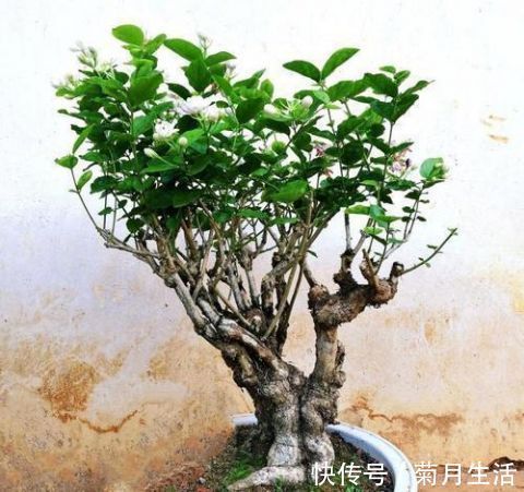 小花|花市碰上这几种“花老桩”，便宜也不能入手，带回家养不活不开花