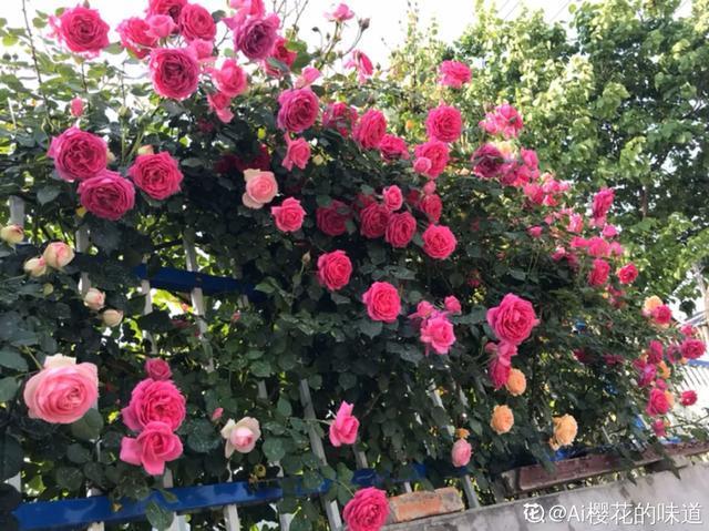 想要家里四季花开，这20种花，连续能开300天，完全不歇气