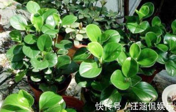 电脑宝贝|“电脑宝贝”豆瓣绿，比绿萝还好养，做好5点，肥厚紧凑，防辐射