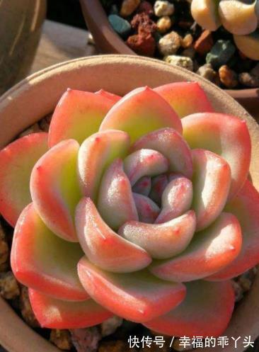 喜欢多肉推荐你养这4款,随便一养就出状态,颜值高真迷人
