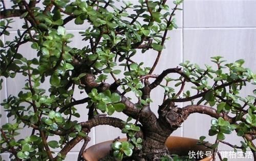 枝叶|这2种树,是养“高价老桩”的首选,木质化强,5个月就能养成功