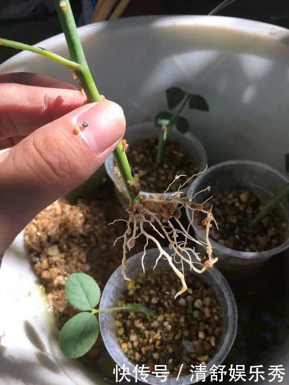 腐叶土|3种“碎渣渣”,是养花的好材料,掺土里花儿蹭蹭长,开爆盆!