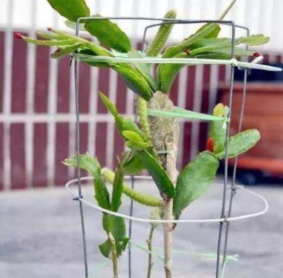 家庭养蟹爪兰,一个“小窍门”,不怕热,不怕冷,一年到头都开花