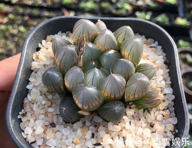 公认的4种“最美多肉”,还超级耐旱、好养,养花新手都能养