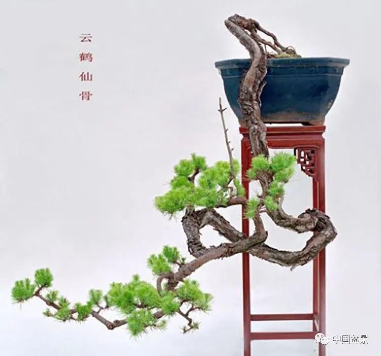 极品附石山松盆景,见过的人都忍不住竖起大拇指!