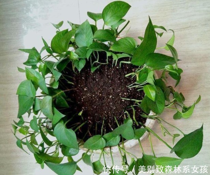 “5种花”再便宜也别买掐个枝条就能活,7天生根,2月就爆盆!