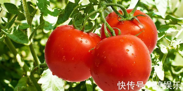 买西红柿时，别只会挑好看的，学会这些小妙招，鉴别“催红”番茄