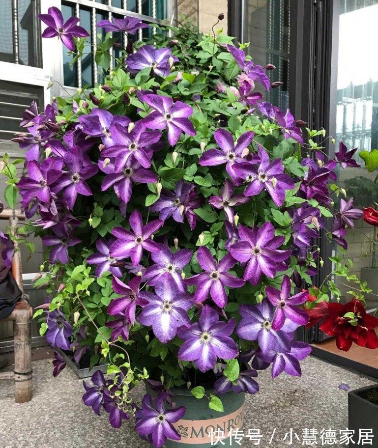 阳台上|适合夏天秋天养的4种花，花色很美，只要温度高，就会一直开花