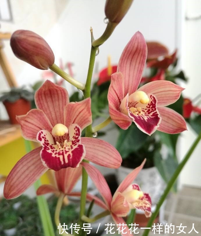 安妮公主|“高端玫瑰”安妮公主,丰腴婀娜,芳姿耀眼,堪称庭院养花首选