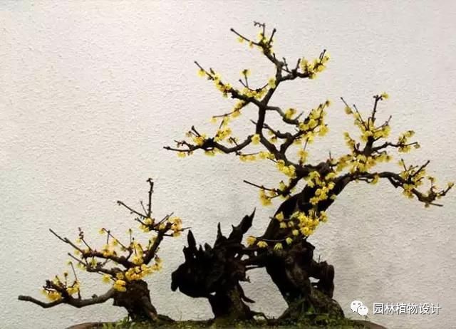 这8种室内花卉盆栽,春节就能开花!