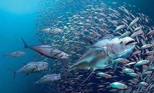 身体|提醒:这4种鱼尽量少吃,或不利于身体健康,可能很多人还不知道