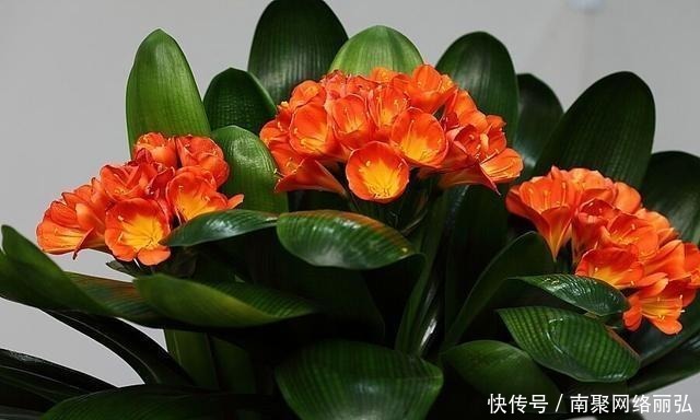 冬天|君子兰冬天该怎么浇水?错一点,君子兰黄叶烂根就开始了!