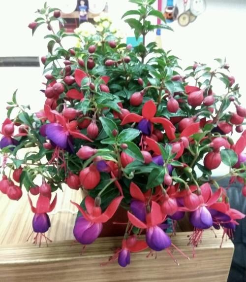 它是“开花机器”,盆盆满头花苞,3月开到12月,年年开花