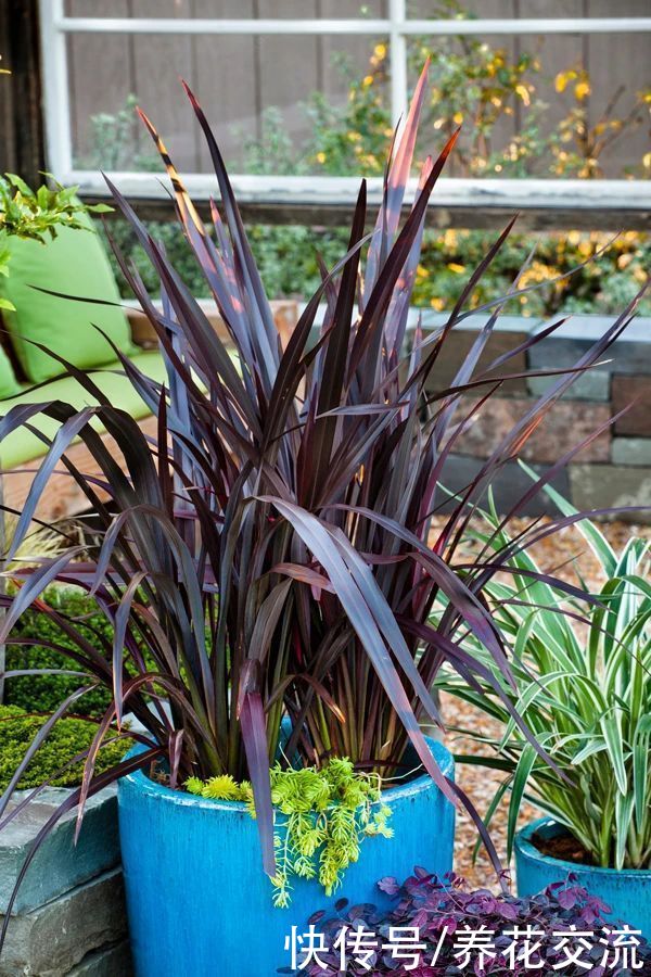 观赏草|6种绝佳的盆栽观赏草，买点种子就可以培育，新手园丁也可练练手