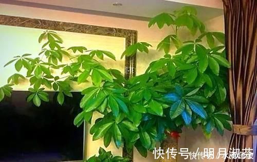 有机肥料|不要再扔掉这个东西了,往花盆里加一个花就多了,叶子绿了,比花强10倍