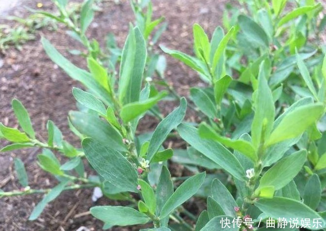 喂猪|农村常见野草,过去用来喂猪,现在才知可以泡茶喝,晒干价值更高